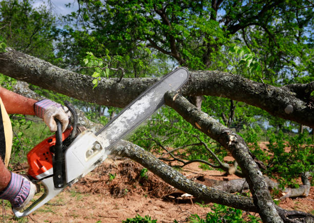 Professional Tree Care Services in Ivyland, PA